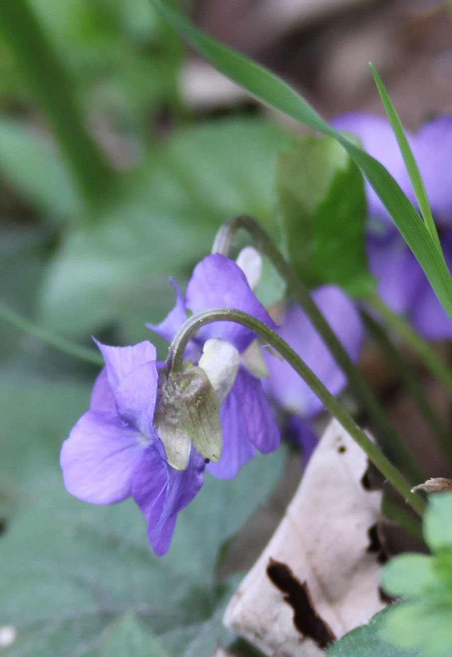 Viola alba Besser subsp. dehnhardtii (Ten.) W. Becker